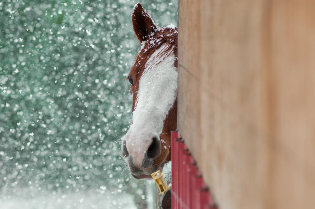 Hitching Post Resort Kelowna Exteriér fotografie